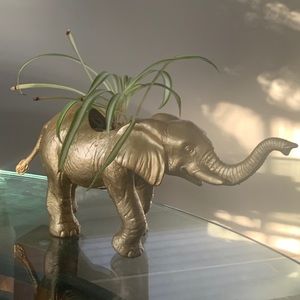 Gold elephant rubber planter